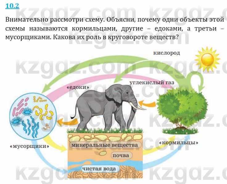 Естествознание Верховцева Л. 5 класс 2019 Вопрос стр.10.21