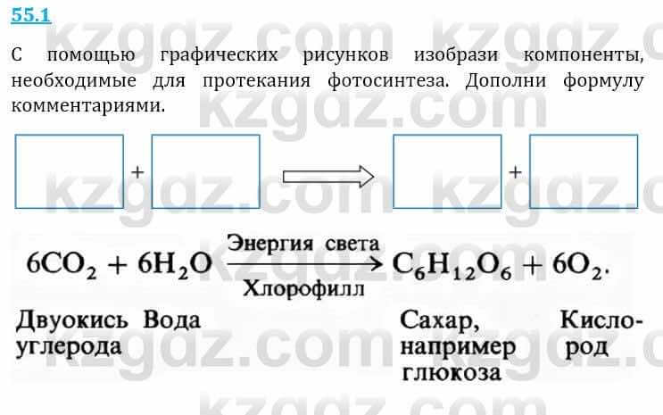 Естествознание Верховцева Л. 5 класс 2019 Вопрос стр.55.1