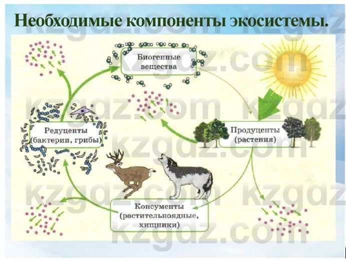 Естествознание Верховцева Л. 5 класс 2019 Вопрос стр.114.1