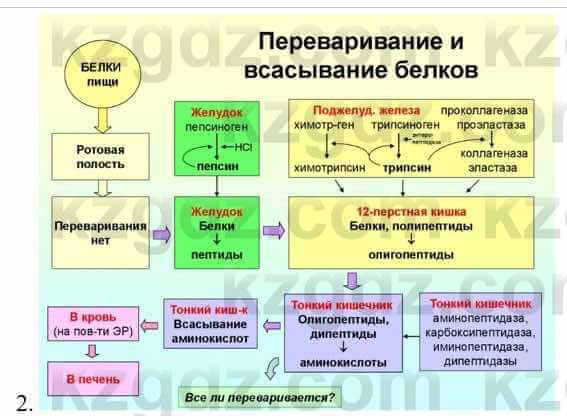 Биология Соловьева А. 8 класс 2018 Анализ 1