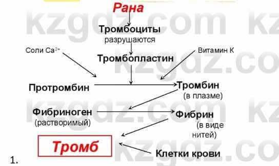 Биология Соловьева А. 8 класс 2018 Анализ 1