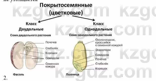 Биология Соловьева А. 8 класс 2018 Анализ 2