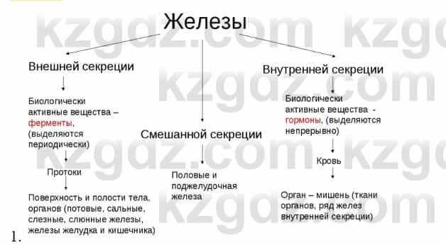 Биология Соловьева А. 8 класс 2018 Анализ 1