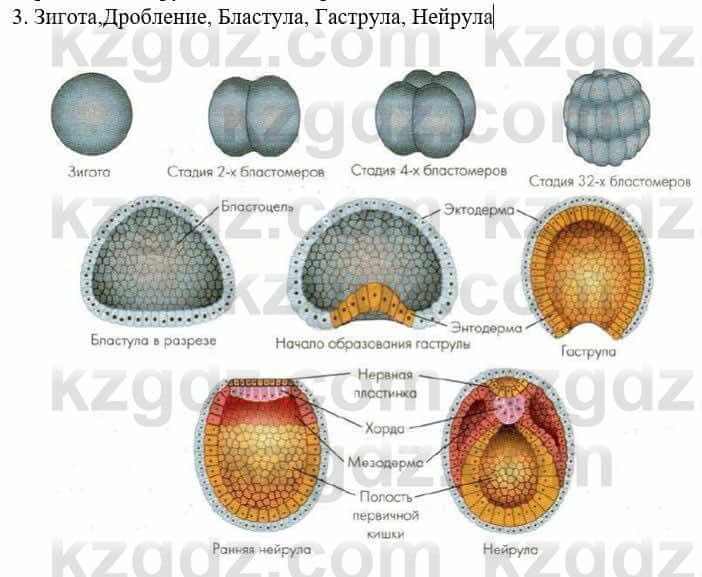 Биология Соловьева А. 8 класс 2018 Применение 3