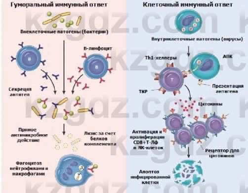 Биология Соловьева А. 8 класс 2018 Синтез 4