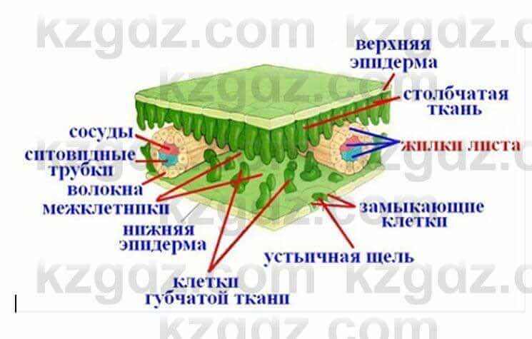 Биология Очкур 7 класс 2018 Задание 26.1