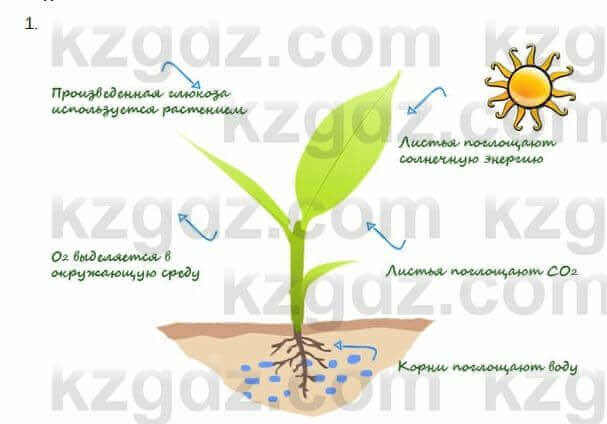 Биология Очкур 7 класс 2018 Задание 29.1