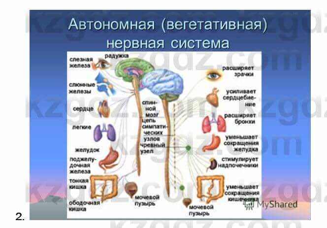 Биология Соловьева 7 класс 2017 Анализ 43.2